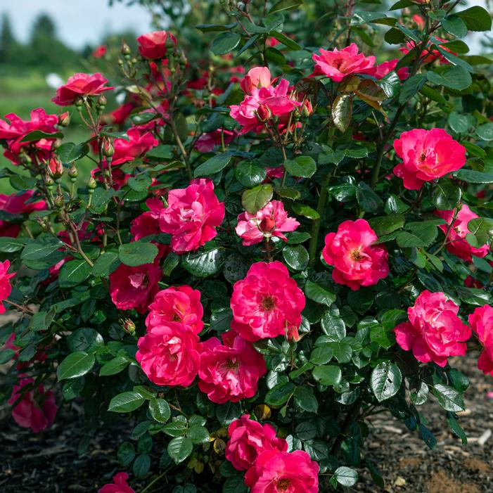 BRICK HOUSE® PINK FLORIBUNDA ROSE
