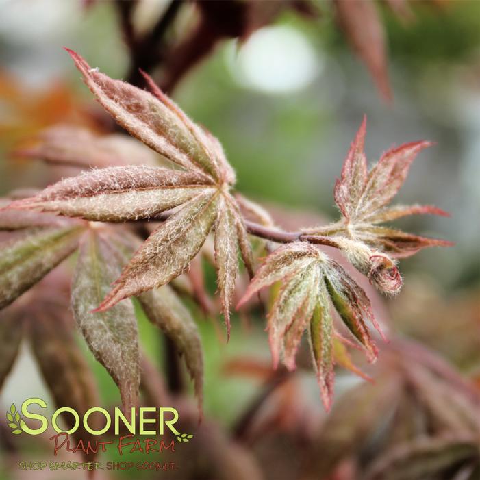 PEVE STARFISH JAPANESE MAPLE