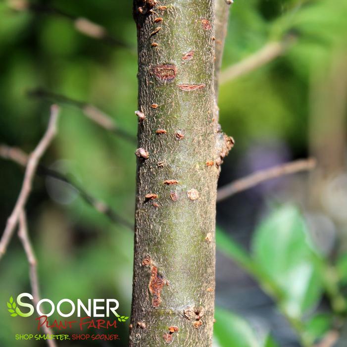 EVERCLEAR® LACEBARK ELM