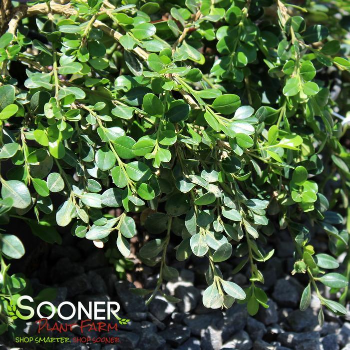UNRAVELED WEEPING BOXWOOD