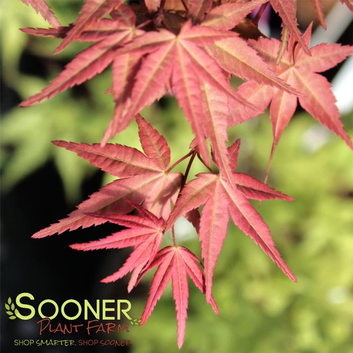 OTOME ZAKURA JAPANESE MAPLE