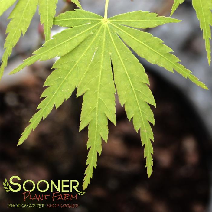 FALL'S FIRE JAPANESE MAPLE