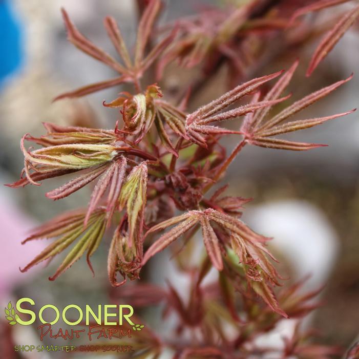 ELIZABETH DWARF JAPANESE MAPLE