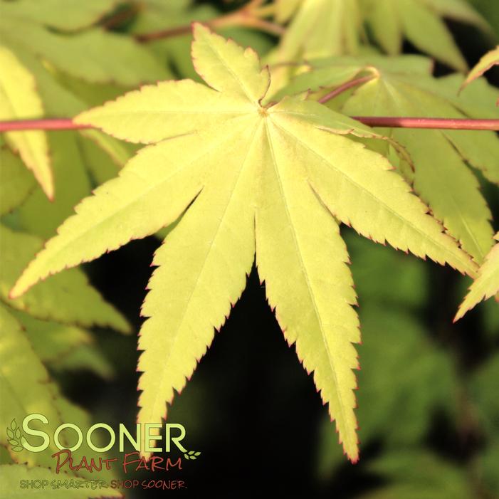 SUNNY FULL MOON UPRIGHT JAPANESE MAPLE