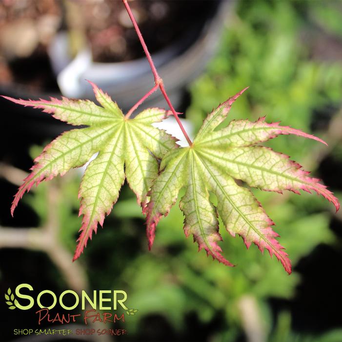 FIREFLY JAPANESE MAPLE