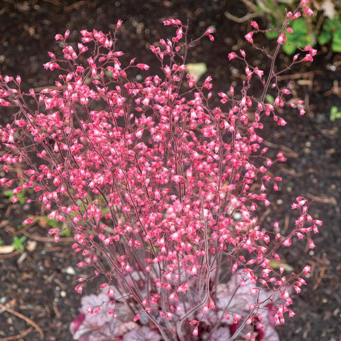 SPICE CURLS™ CORAL BELLS