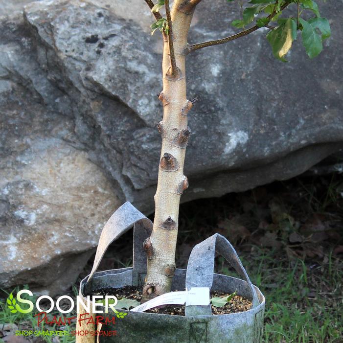 PARKLAND PILLAR® BIRCH - FORMAL STYLE