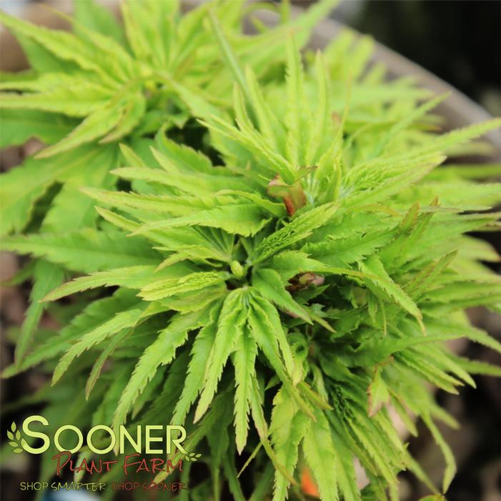 TATTOO DWARF UPRIGHT JAPANESE MAPLE