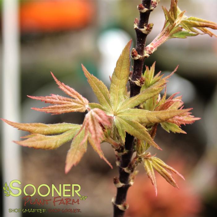 HUPP'S DWARF JAPANESE MAPLE