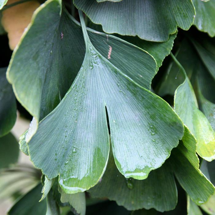 PRESIDENTIAL GOLD® GINKGO