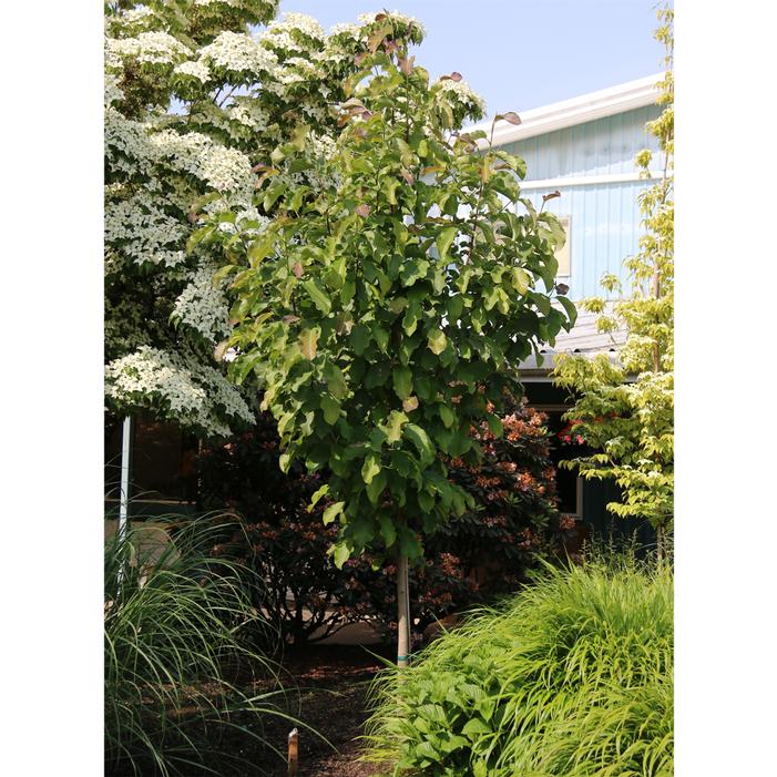 MERCURY® MAGNOLIA