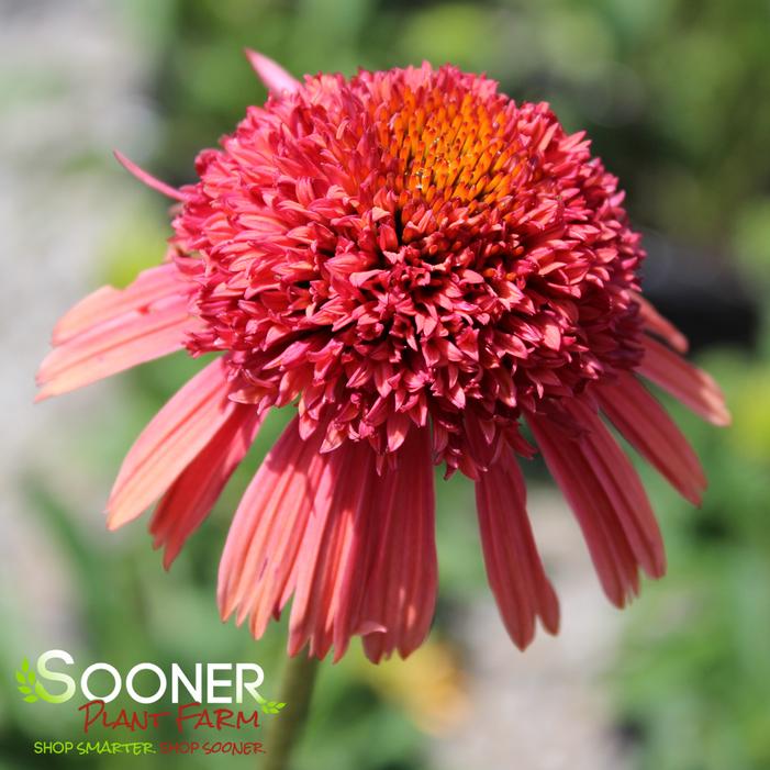 CARA MIA™ CARMINE CONEFLOWER