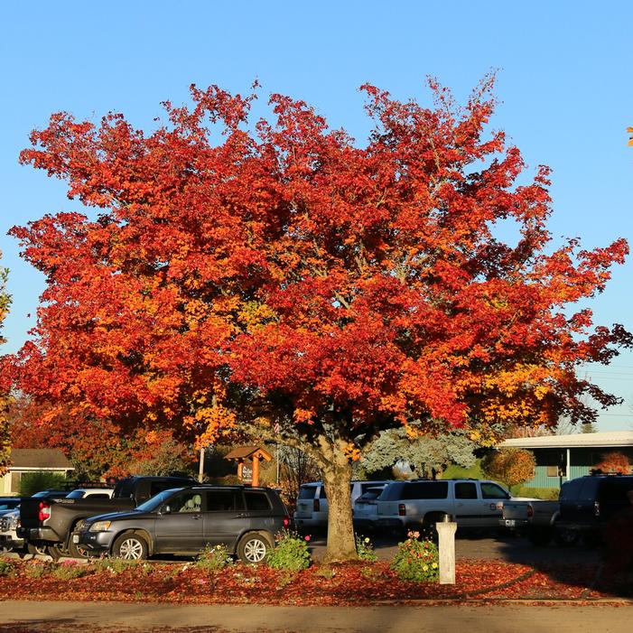 PACIFIC SUNSET® MAPLE