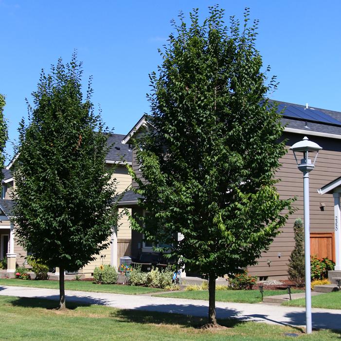 EMERALD AVENUE® EUROPEAN HORNBEAM