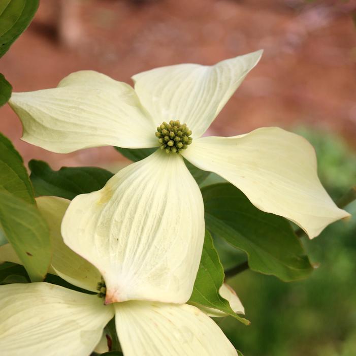 CLOUDBURST™ DOGWOOD