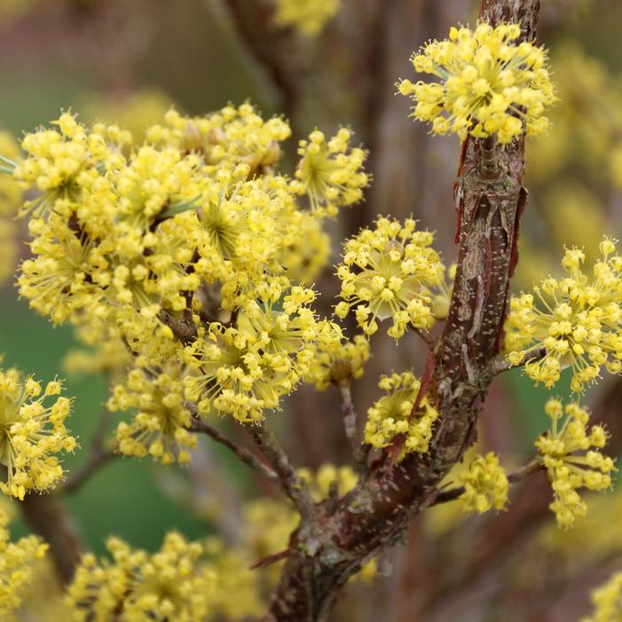 SAFFRON SENTINEL® CORNELIAN CHERRY DOGWOOD