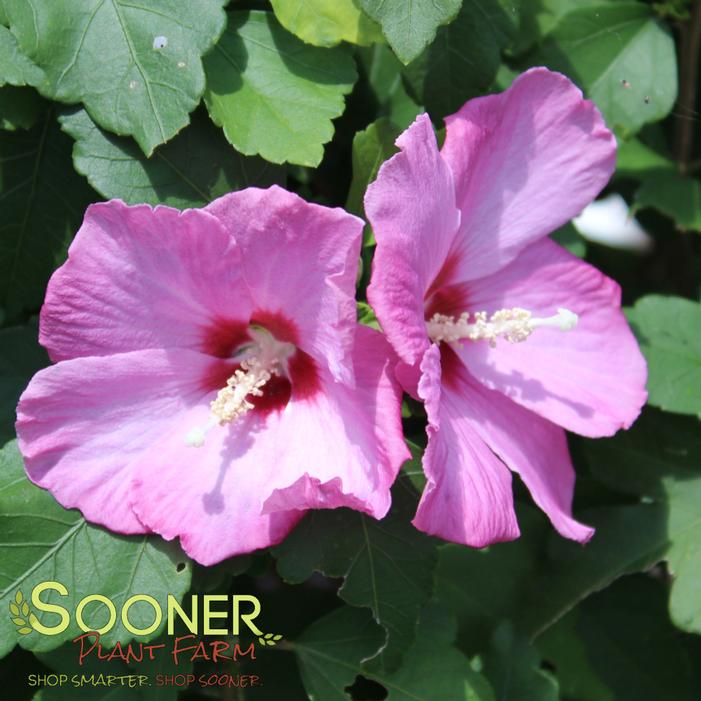 Image property of Sooner Plant Farm, Inc.