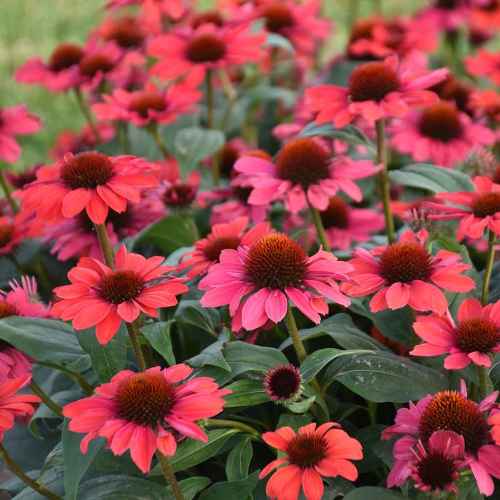 COLOR CODED® KNOCK 'EM RED CONEFLOWER