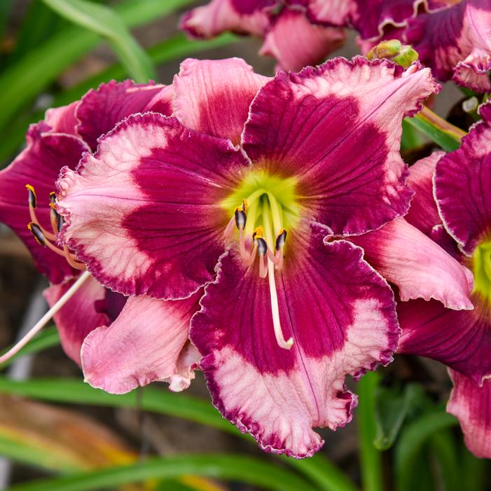 DON'T LOSE HEART DAYLILY