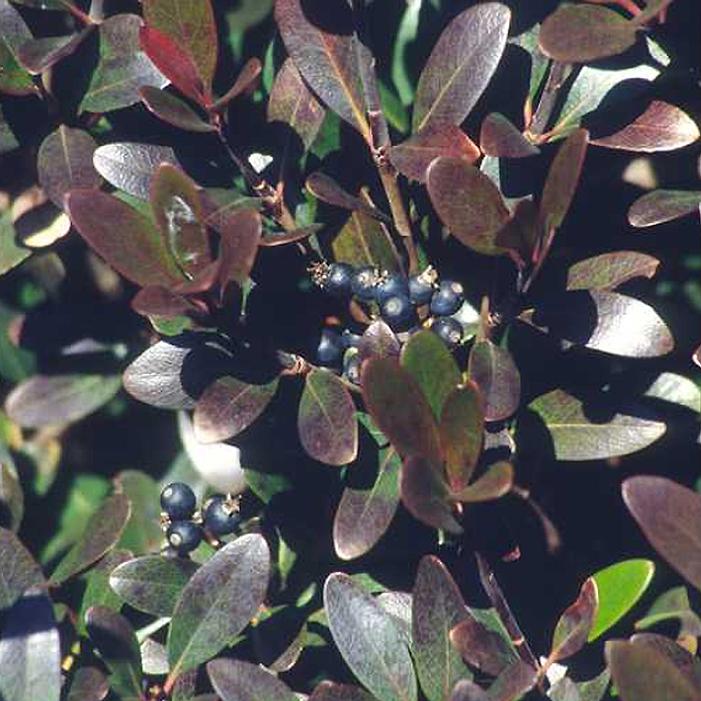 BLUEBERRY MUFFIN INDIAN HAWTHORN
