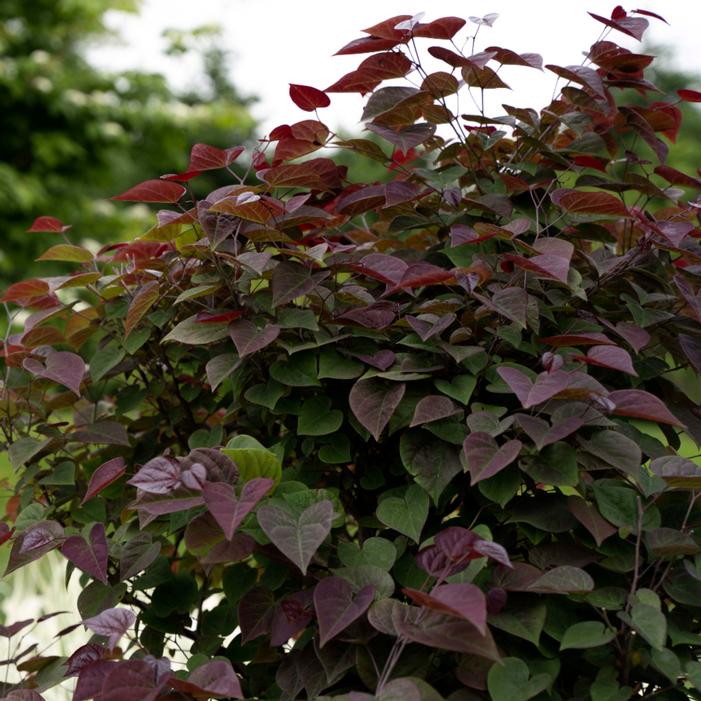 GARDEN GEMS® AMETHYST REDBUD