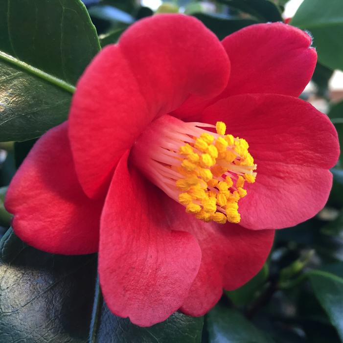 KOREAN FIRE CAMELLIA