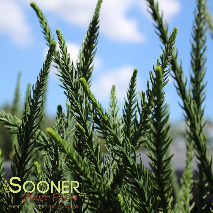 Image property of Sooner Plant Farm, Inc.