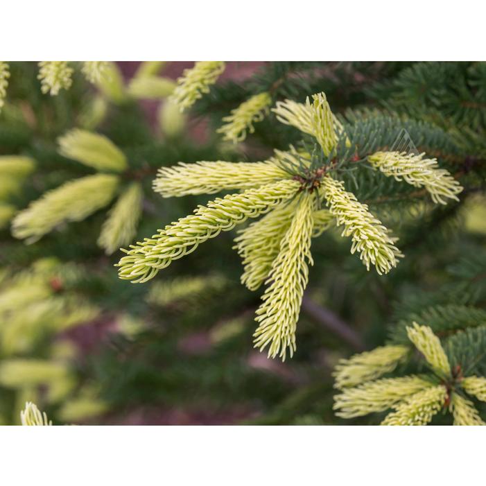MAC'S GOLD WHITE SPRUCE