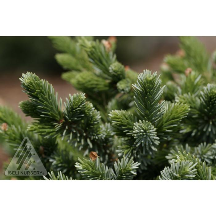 KAMENZ DWARF SERBIAN SPRUCE