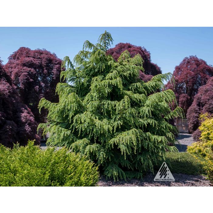 DAWSON'S CANADIAN HEMLOCK