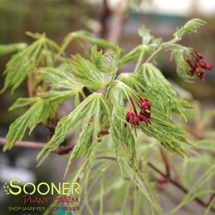 ABBY'S WEEPING DWARF FULL MOON JAPANESE MAPLE