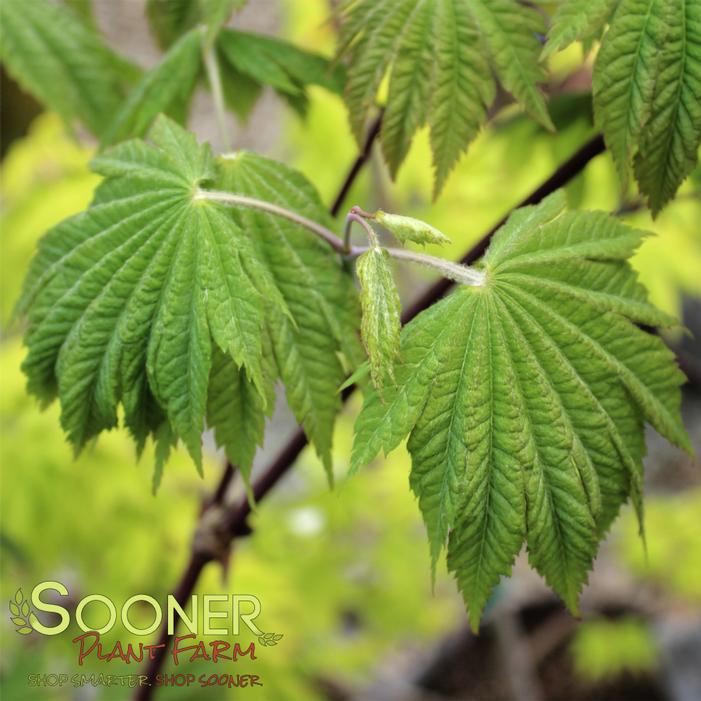 VITIFOLIUM FULL MOON JAPANESE MAPLE