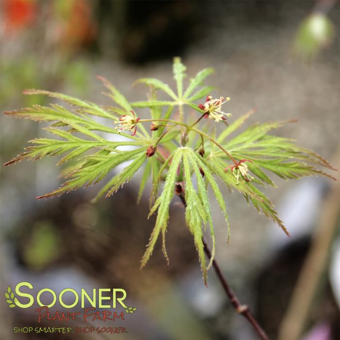 DEMI-SEC WEEPING JAPANESE MAPLE