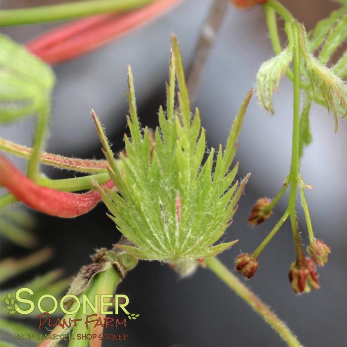 LEMON LIME LACE DWARF WEEPING JAPANESE MAPLE