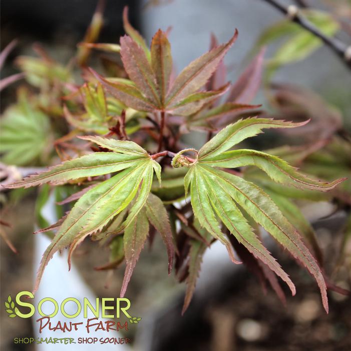 KANDY KITCHEN DWARF JAPANESE MAPLE