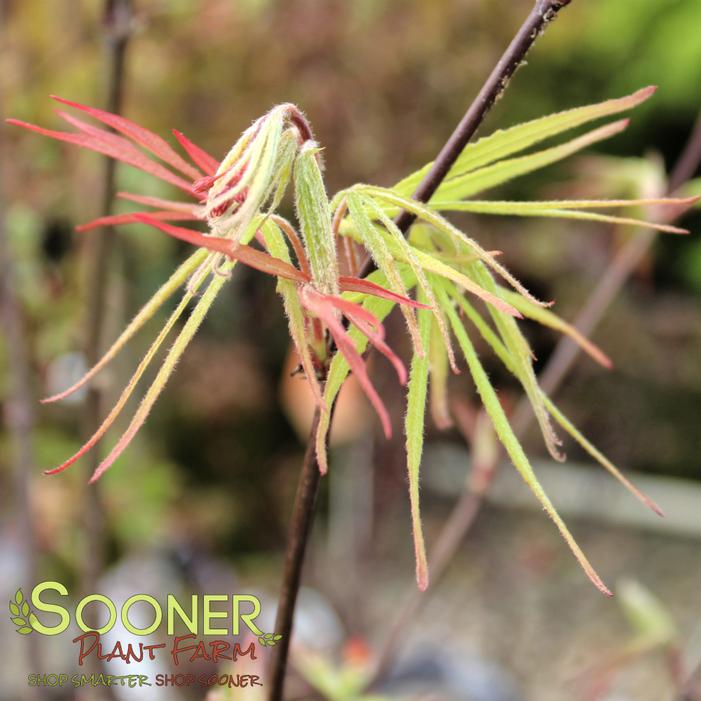 VILLA TARANTO JAPANESE MAPLE