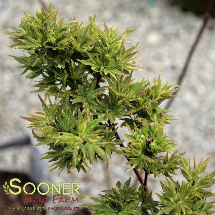 RYUGU DWARF JAPANESE MAPLE