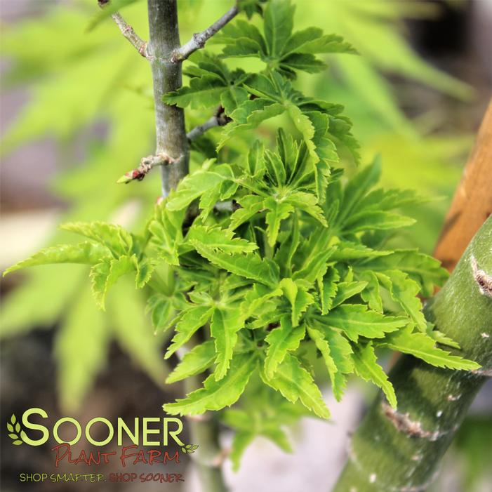 OJISHI DWARF JAPANESE MAPLE