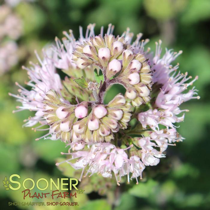 PAVILION™ PINK BLUEBEARD