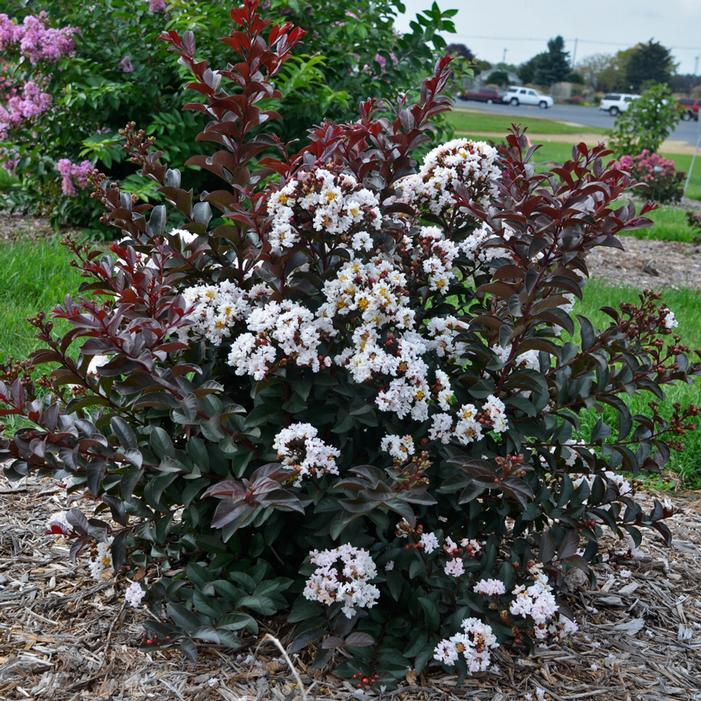 BARISTA® LIKE A LATTE CRAPEMYRTLE