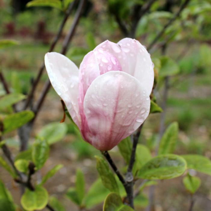 PATIENCE™ MAGNOLIA