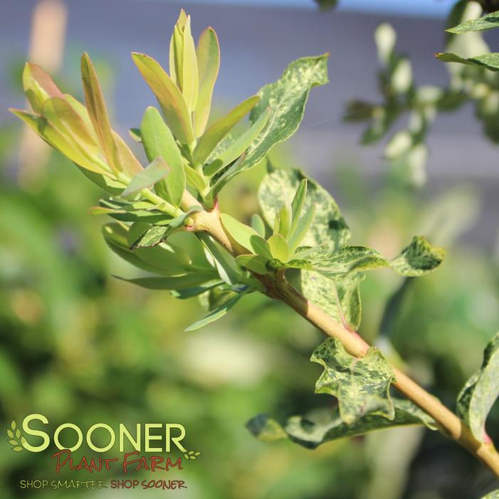 Image property of Sooner Plant Farm, Inc.