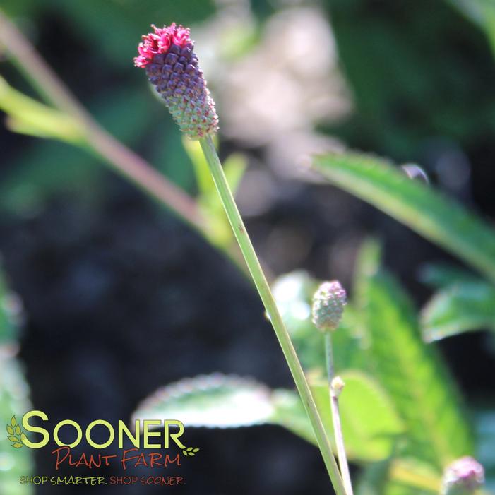 Image property of Sooner Plant Farm, Inc.