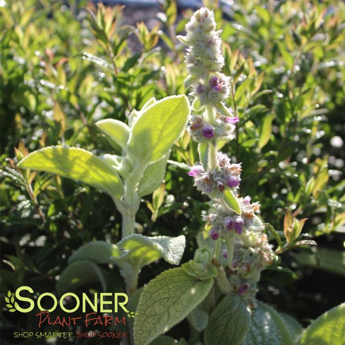 Image property of Sooner Plant Farm, Inc.