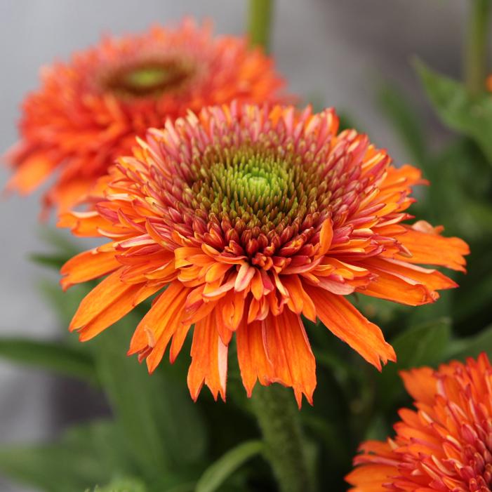 DELIGHTFUL™ TROPICS CONEFLOWER