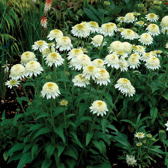 PUFF® VANILLA CONEFLOWER