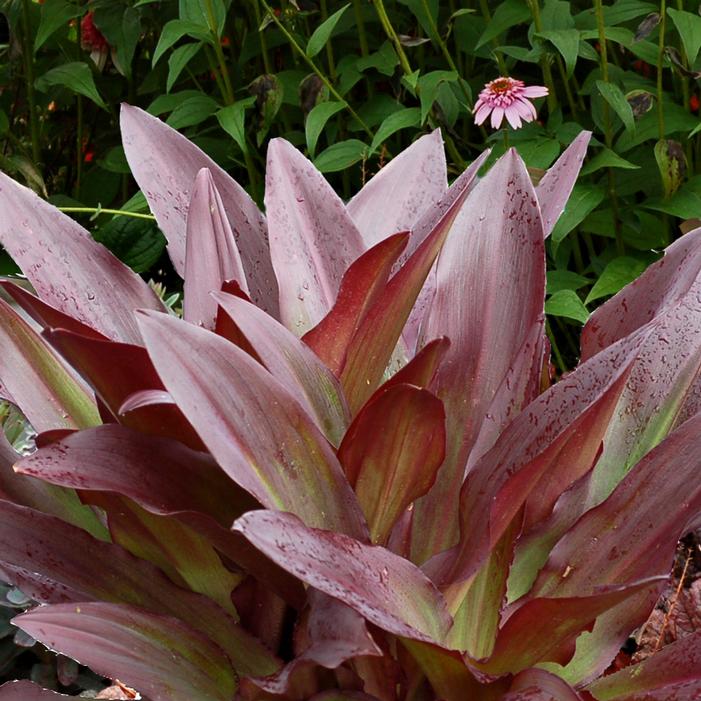 TERRA NOVA® ZULU FLAME PINEAPPLE LILY