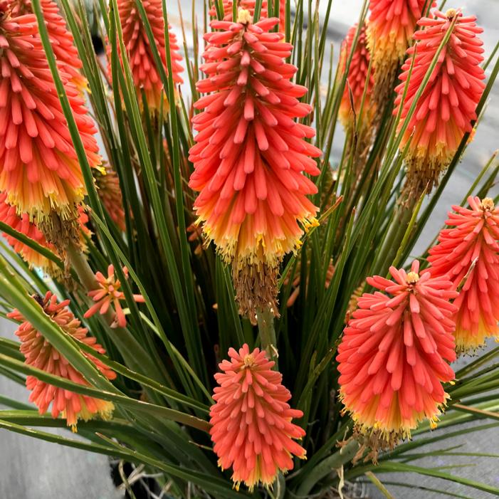 ROCKET JR. RED HOT POKER