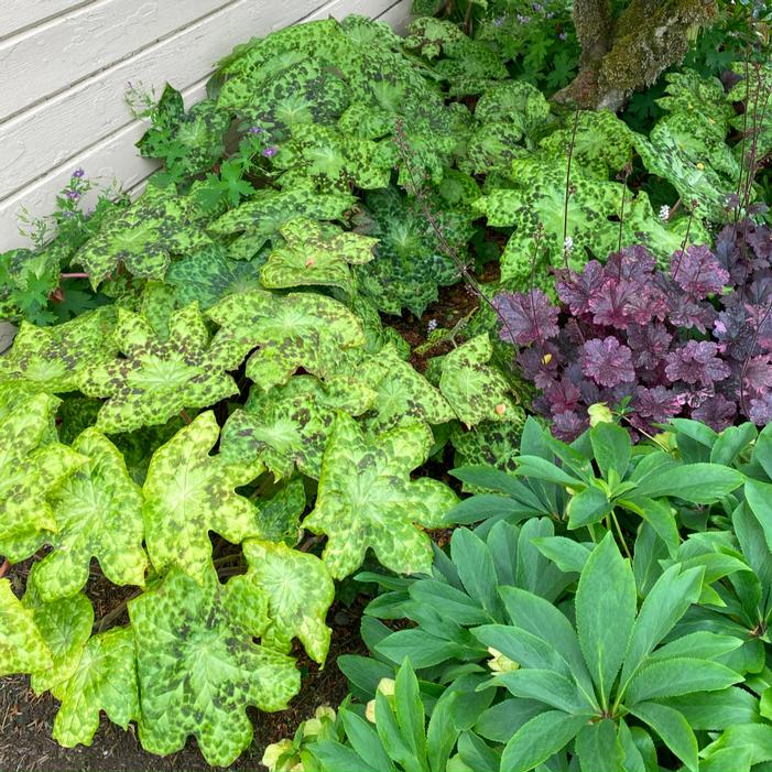 SPOTTY DOTTY MAYAPPLE
