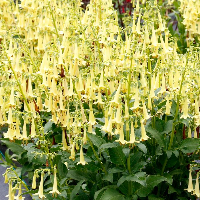 COLORBURST™ YELLOW CAPE FUCHSIA